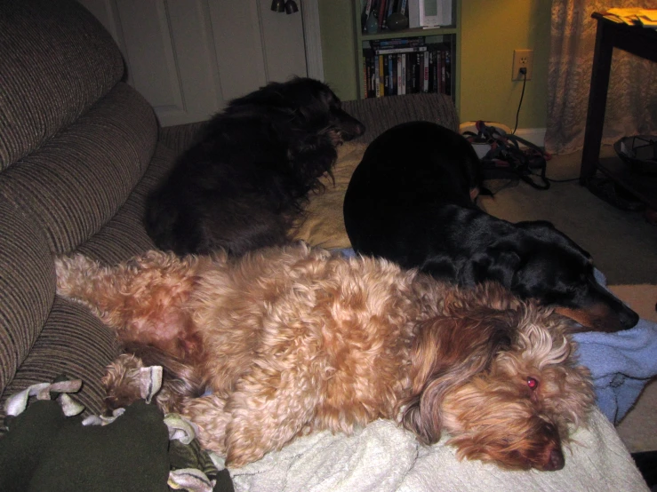 three dogs that are sitting together on a couch