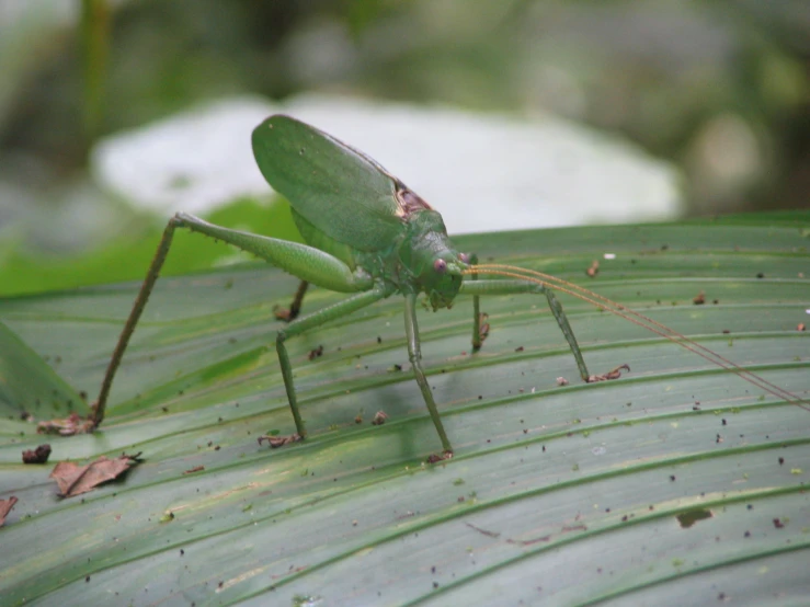 green insect on a leaf on a sunny day