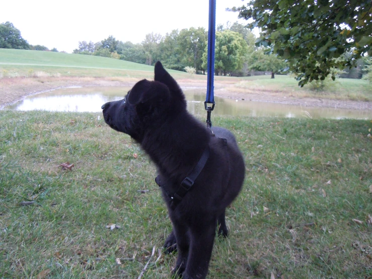 a dog with a leash tied to its back