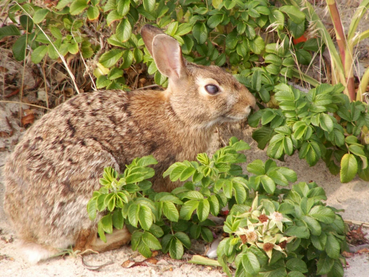 a large rabbit sits in the grass and looks out