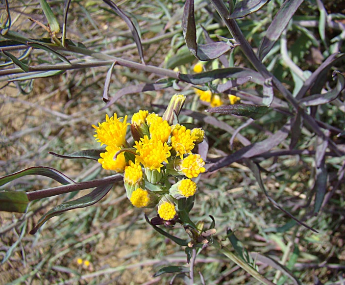 a bouquet of yellow flowers in the bushes