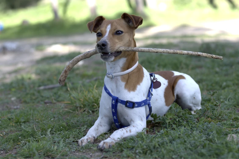 a brown and white dog lying in a field with a stick