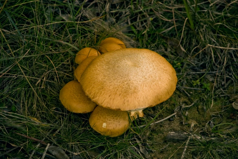 a mushroom sitting on the ground in a field