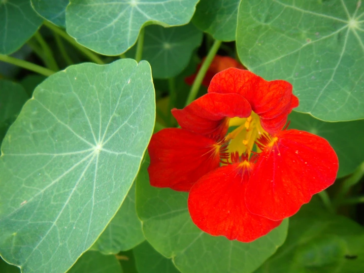 a red flower and some leaves that are in the grass