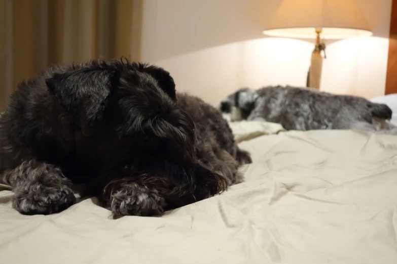 two dogs lying on a bed with their heads on a pillow