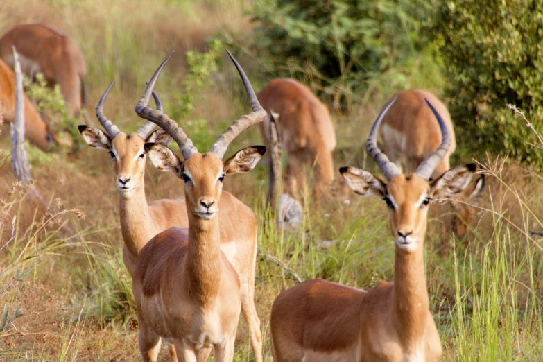a group of antelope stand around in tall grass