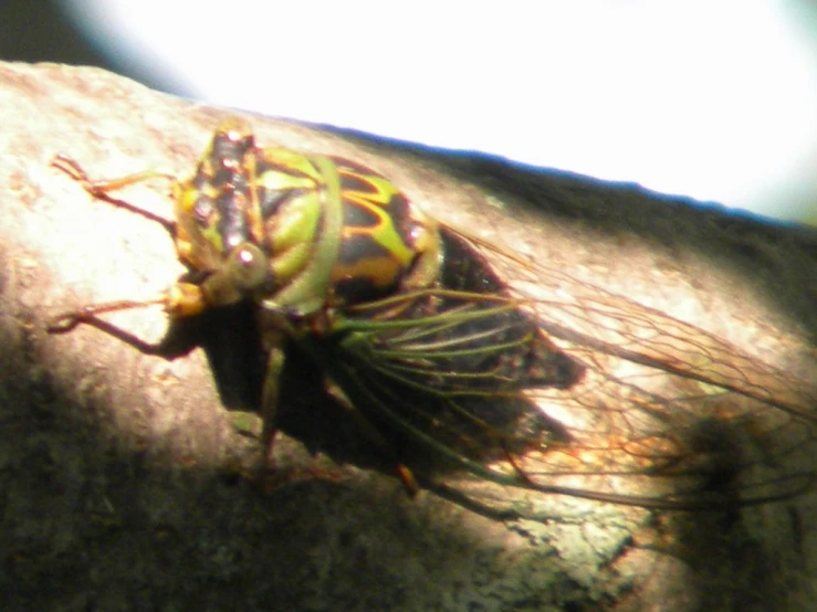 a large green and yellow bug on a tree nch