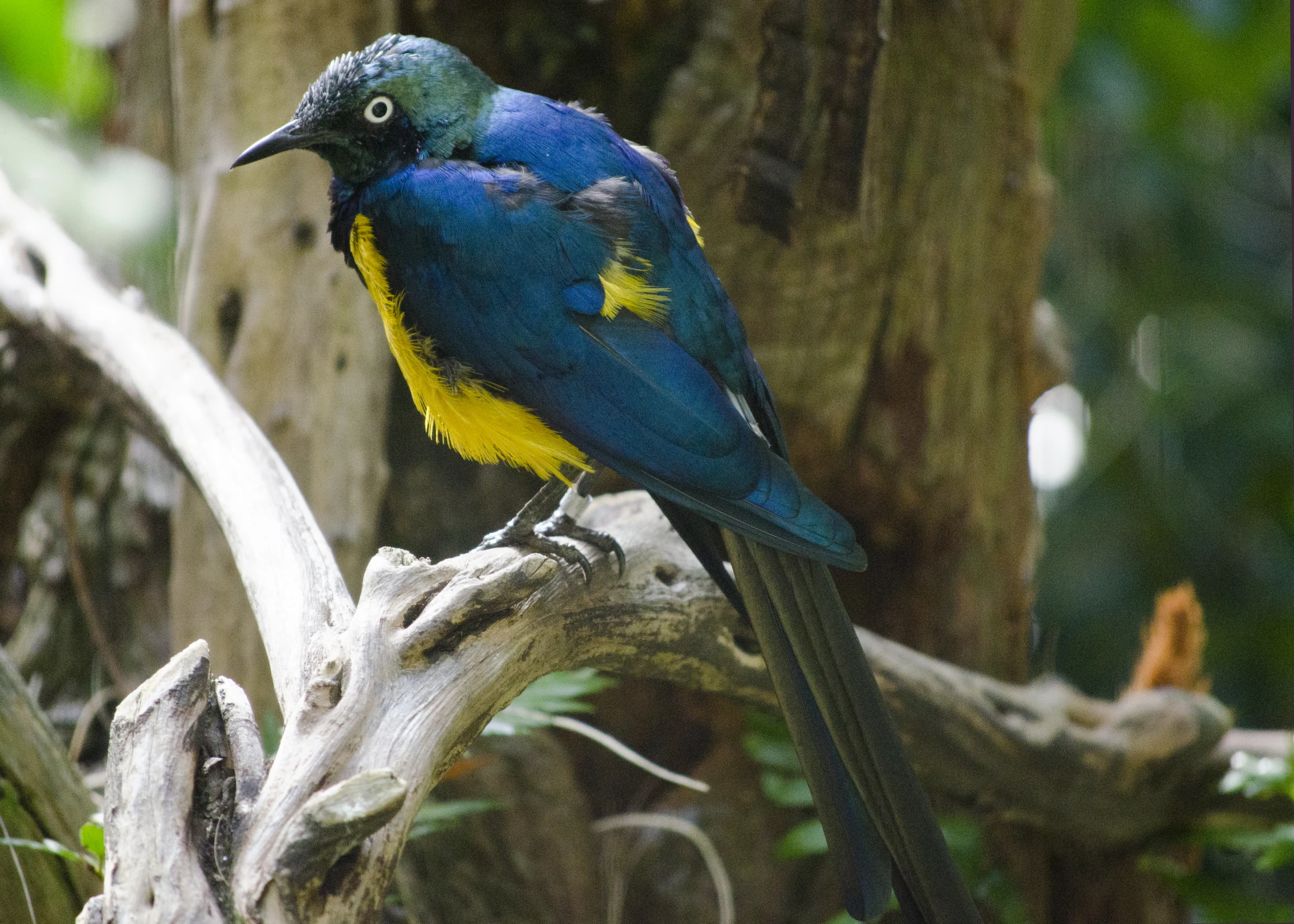 a blue bird sitting on top of a tree nch