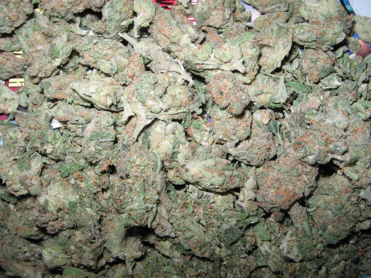marijuana flowers in large piles of various varieties