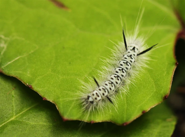the very bright white caterpillar on a leaf