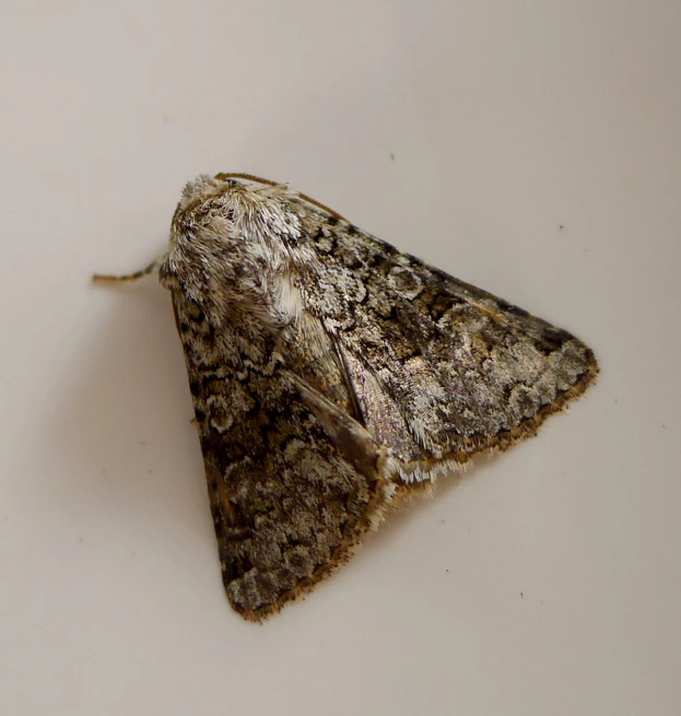 a moths sits on a counter in an office