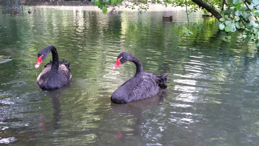 two black swans are sitting in the water