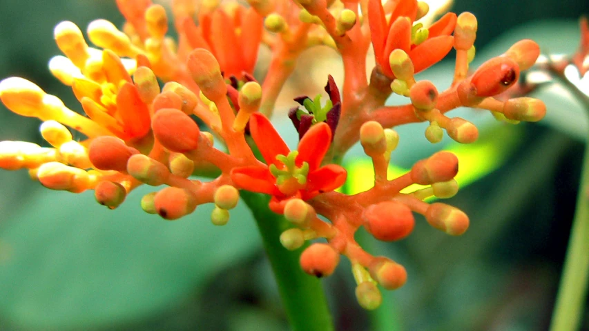 an orange flower that is growing on the stems