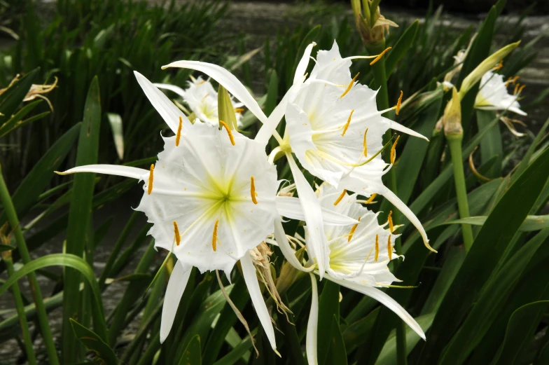 some white flowers are growing in the grass