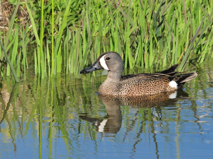 a duck floating in the water in some green reeds