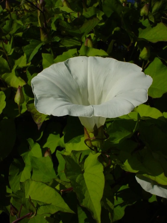 there is a white flower that is on a plant