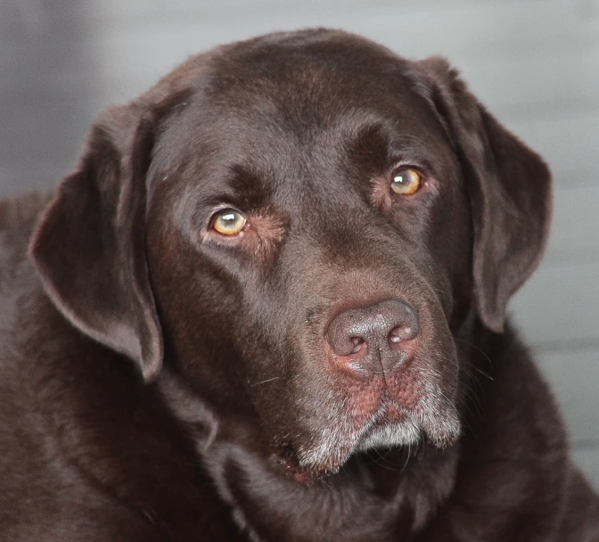 the dog has a large, dark brown head