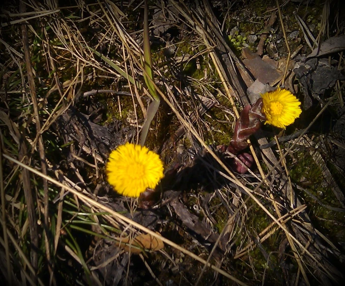 two dandelions in the grass, one of them is yellow