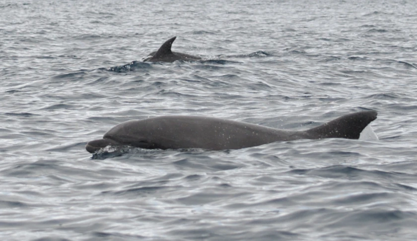 two dolphins swim close together in the ocean