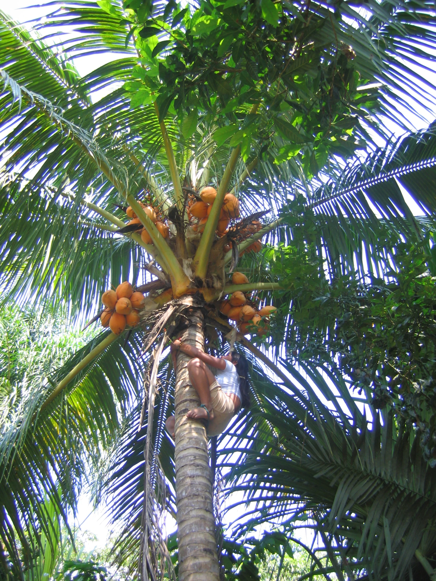 a large tree with fruit growing on it