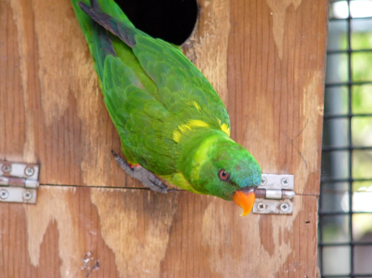 a colorful bird standing next to a wooden door