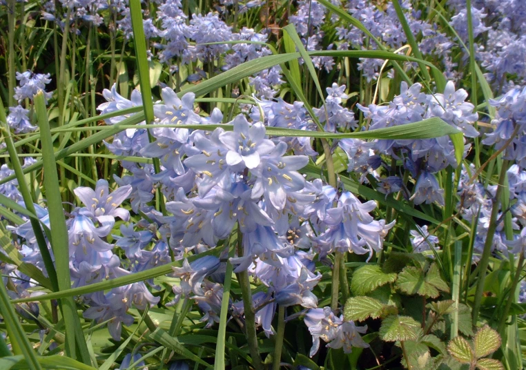 the flowers are blooming near a green leafy plant