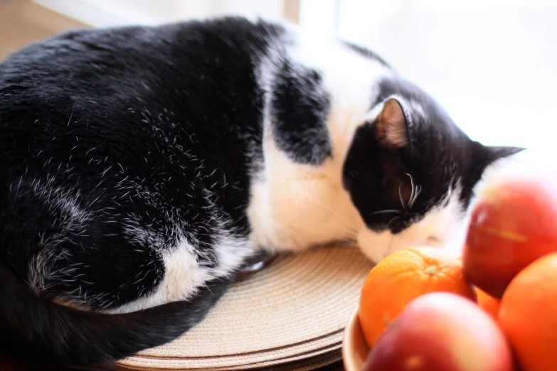 a cat curled up sleeping on a plate with fruit