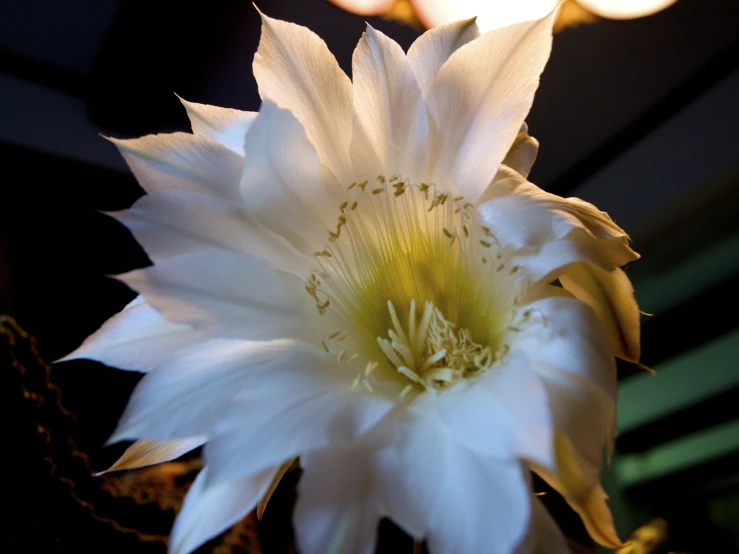 white and yellow cactus in a dark room