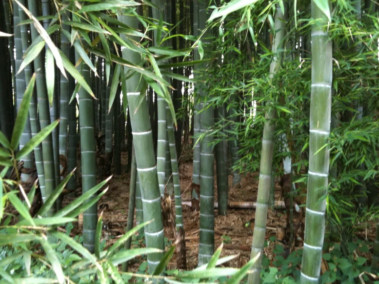 several tall bamboo trees stand near each other