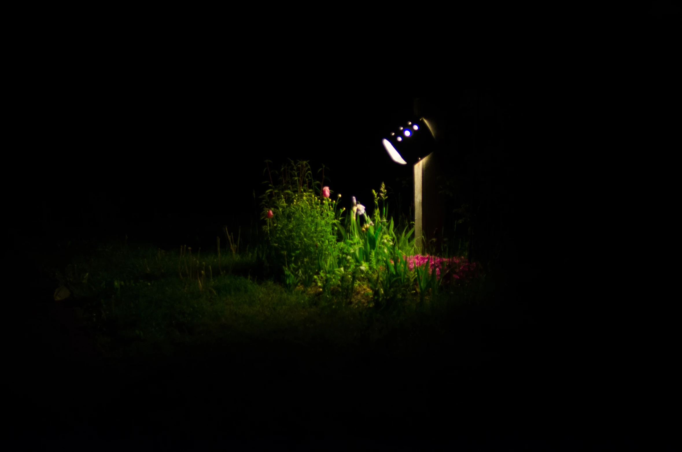 street lamp on dark night with purple flowers