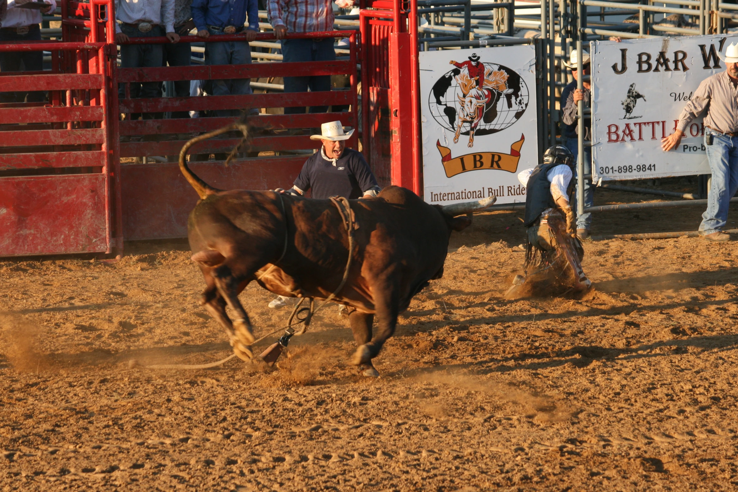 a rodeo bull rides with his driver around the barrel