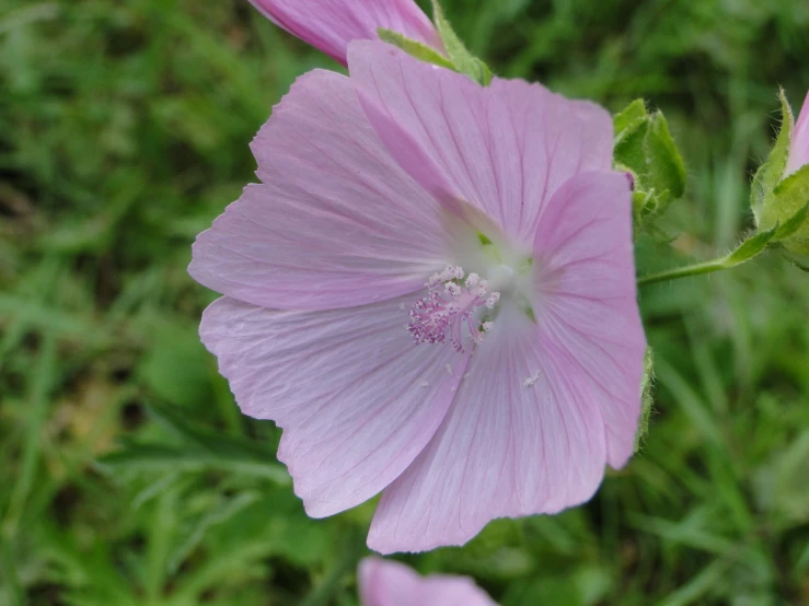 there is an open pink flower that has dew on it