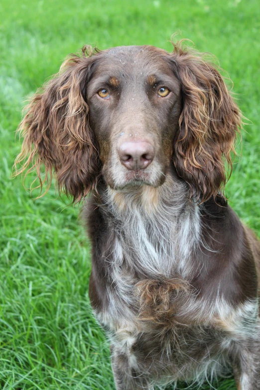 a brown dog with a dirty coat sitting in the grass