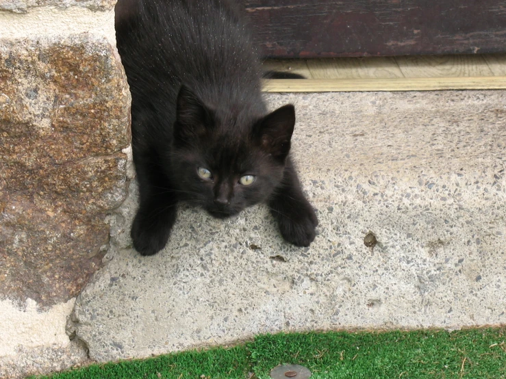 a black kitten is peaking its head out from behind a door