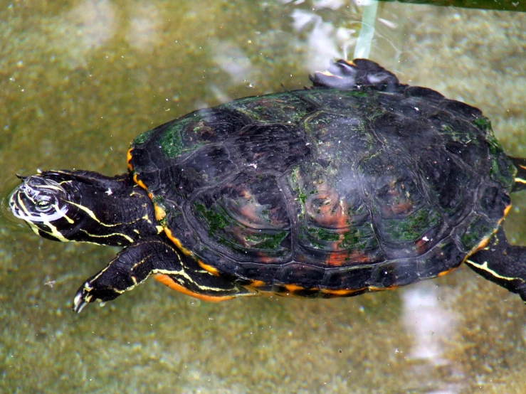 an image of a close up view of a turtle