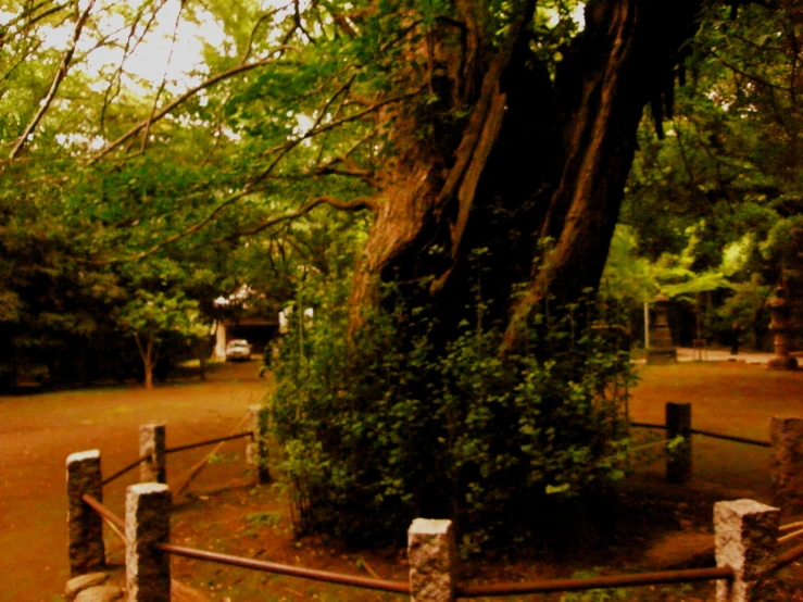 an old tree that has been grown up