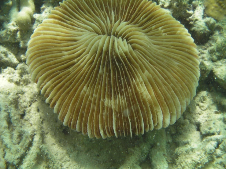 the top of a sea anemone is growing on the bottom of the oceanbed