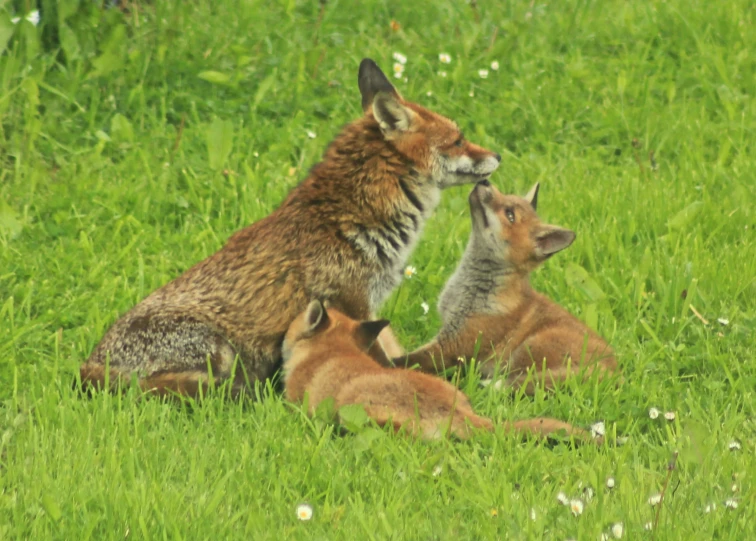 a mother fox playing with two puppies in a field