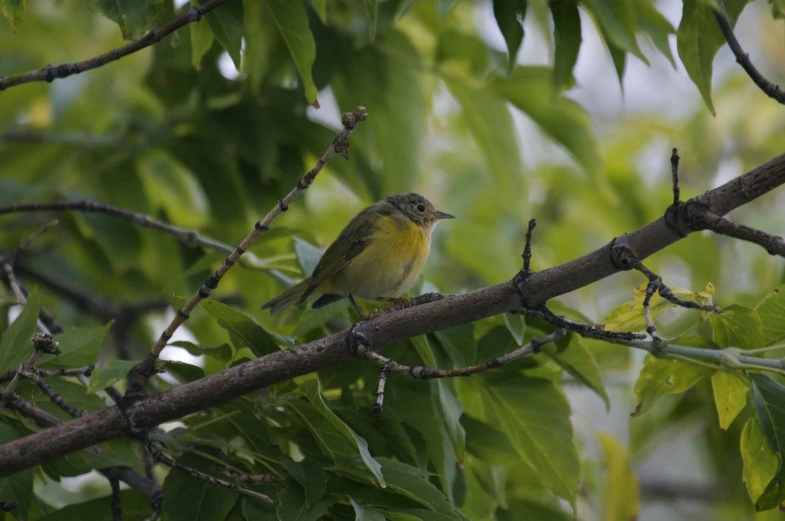 a small bird sitting on top of a tree nch