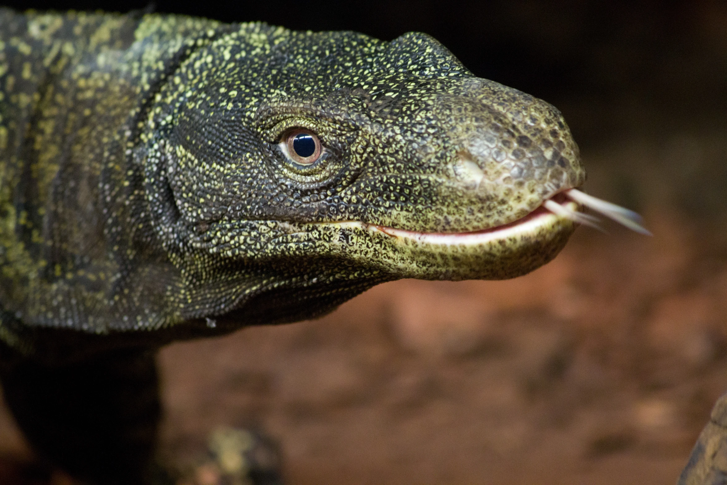 an adult large lizard looking at the camera