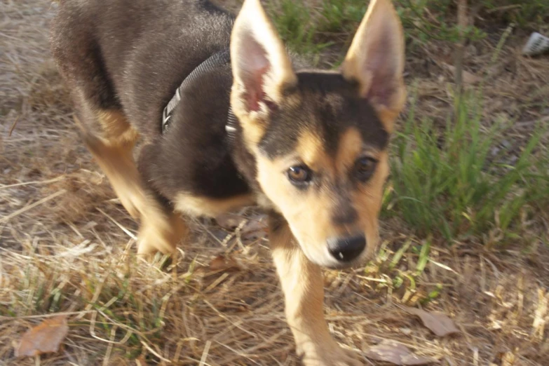 a small dog stands on the ground among grass