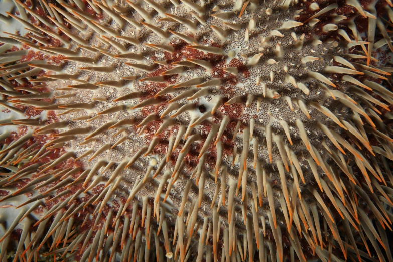 a sea urchin is sprouting with the leaves