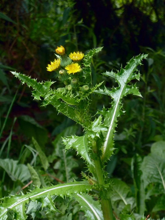 some yellow flowers in the midst of large leaves