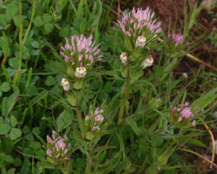 small white flowers growing on a green plant