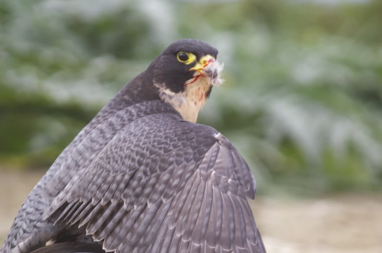 a bird is standing on a rocky outcropping