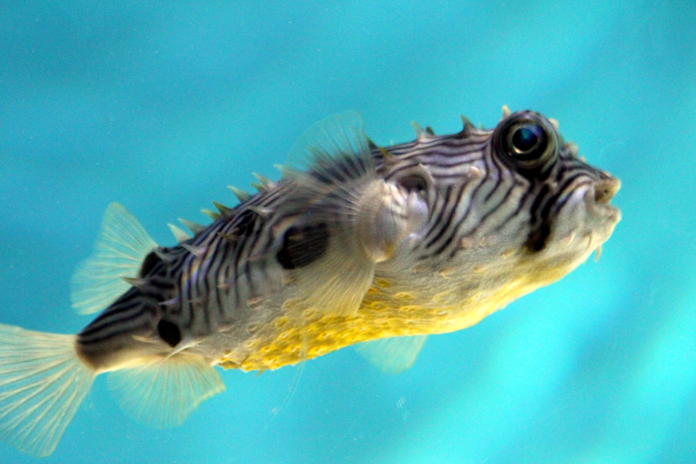 closeup of a marine animal with black and white stripes