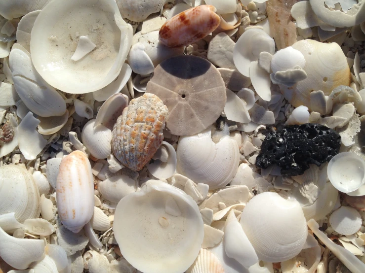 many shells and a seashell on the sand