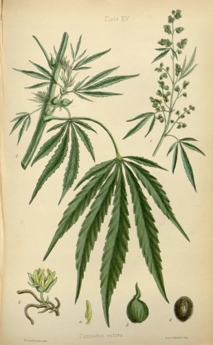 a drawing of leaves and fruits of a tree