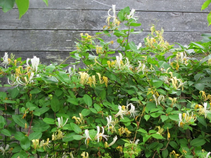 a large group of flowers and leaves on a tree