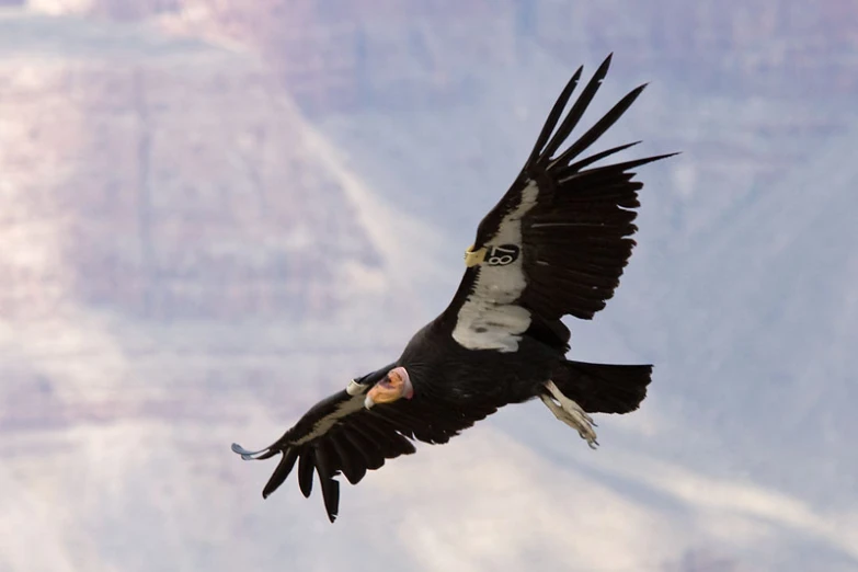 a large vulture soaring high above the ground